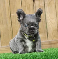 Milo , a male French Bulldog for sale in Orlando, FL – 3 of 4
