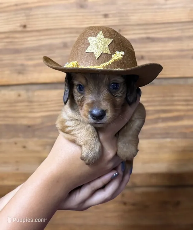 Oscar – Miniature Dachshund puppy for sale in Orlando, FL
