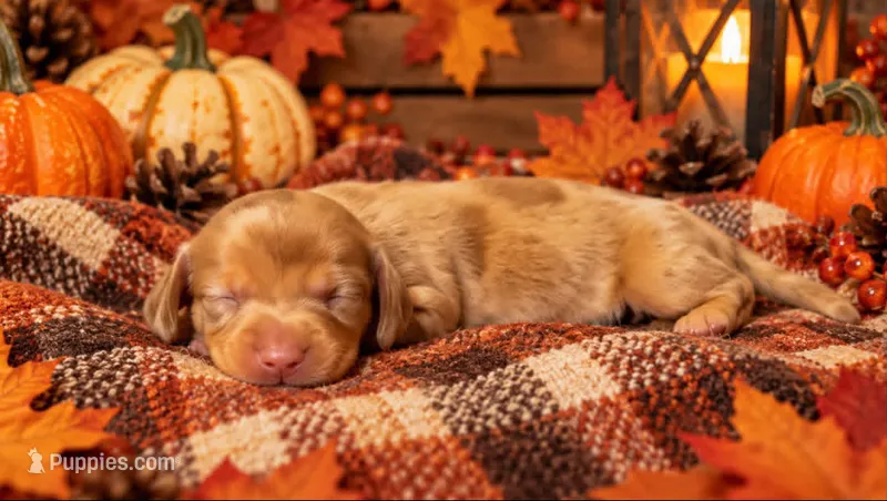 Cooper  – Miniature Dachshund puppy for sale in Orlando, FL