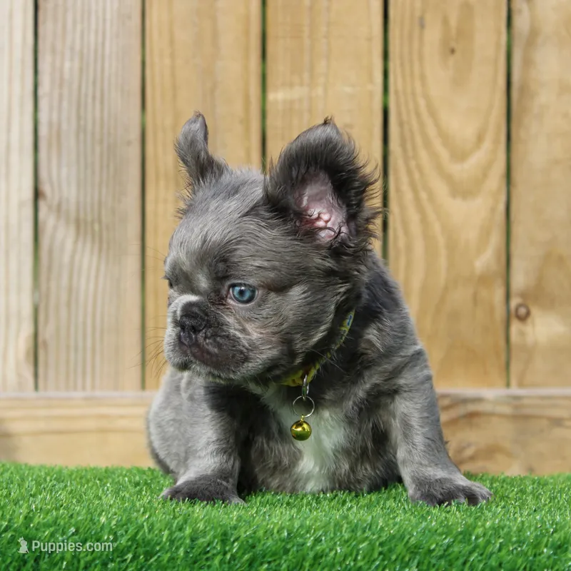 Milo  – French Bulldog puppy for sale in Orlando, FL