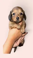 Oscar, a male Miniature Dachshund for sale in Orlando, FL – 2 of 2