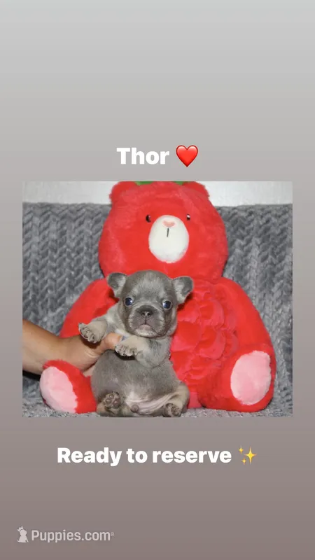 Thor