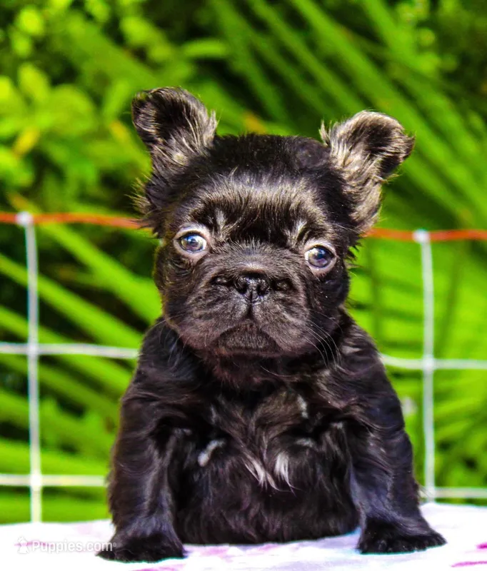 Rosie – French Bulldog puppy for sale in Orlando, FL