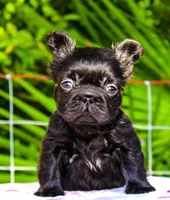 Rosie, a female French Bulldog for sale in Orlando, FL – 1 of 2