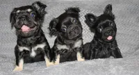 Rosie, a female French Bulldog for sale in Orlando, FL – 2 of 2