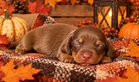 Pumpkin , a male Miniature Dachshund for sale in Orlando, FL – 1 of 1