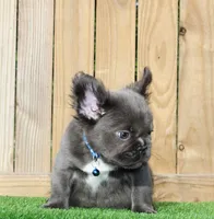 Zeus , a male French Bulldog for sale in Orlando, FL – 2 of 3