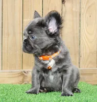 Thor , a male French Bulldog for sale in Orlando, FL – 2 of 2