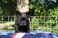 Rosie, a female French Bulldog for sale in Orlando, FL – 2 of 4