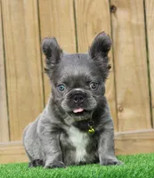 Milo , a male French Bulldog for sale in Orlando, FL – 2 of 4