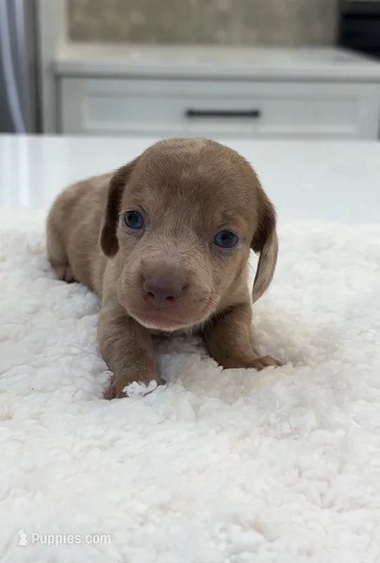 Cooper  – Miniature Dachshund puppy for sale in Orlando, FL