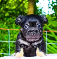 Ruby , a female French Bulldog for sale in Orlando, FL – 1 of 2