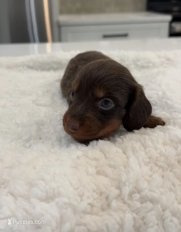 Pumpkin  – Miniature Dachshund puppy for sale in Orlando, FL