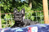 Rosie, a female French Bulldog for sale in Orlando, FL – 3 of 4