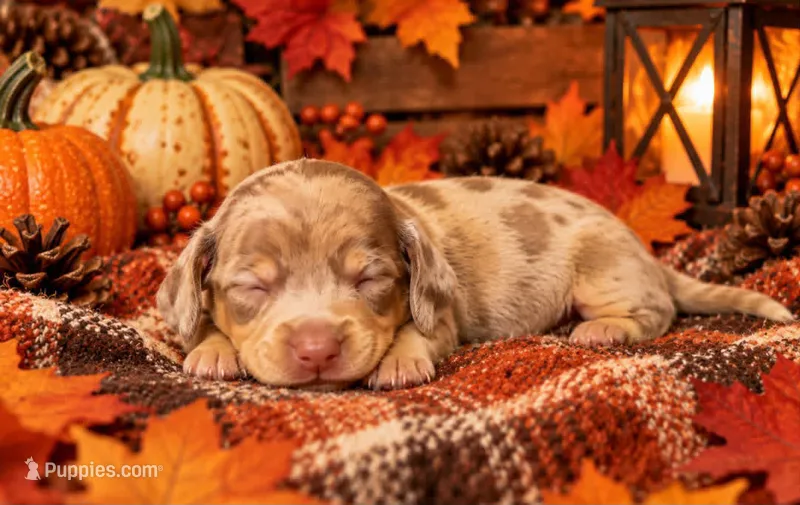 Oscar – Miniature Dachshund puppy for sale in Orlando, FL