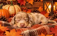 Oscar, a male Miniature Dachshund for sale in Orlando, FL – 1 of 1