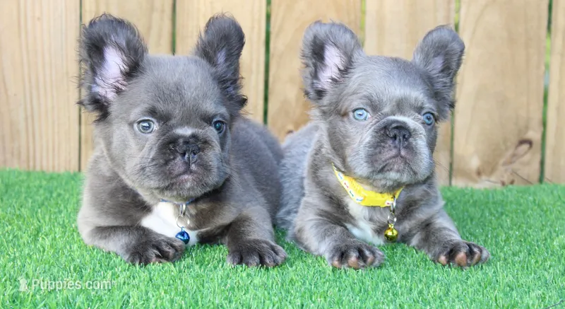 Zeus  – French Bulldog puppy for sale in Orlando, FL