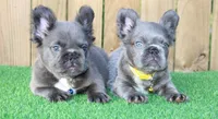 Zeus , a male French Bulldog for sale in Orlando, FL – 1 of 3