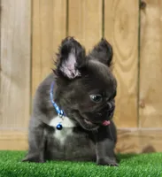 Zeus , a male French Bulldog for sale in Orlando, FL – 3 of 3