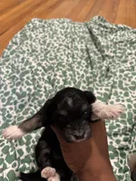 Pup 2, a female Shih Tzu for sale in Vernon Rockville, CT – 1 of 4