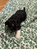 Pup 2, a female Shih Tzu for sale in Vernon Rockville, CT – 4 of 4