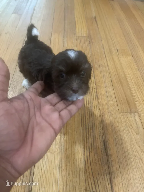 Pup 1  – Shih Tzu puppy for sale in Vernon Rockville, CT