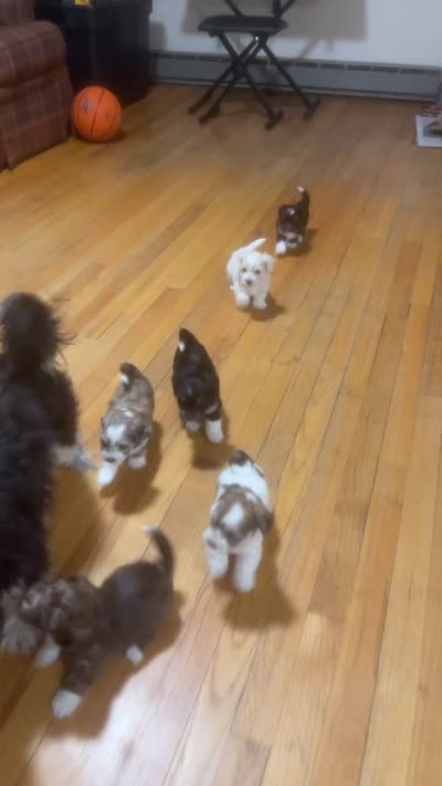 Pup 1 , a male Shih Tzu for sale in Vernon Rockville, CT – 4 of 4