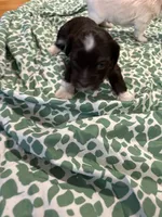 Pup 1 , a male Shih Tzu for sale in Vernon Rockville, CT – 2 of 4