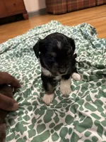 Pup 2, a female Shih Tzu for sale in Vernon Rockville, CT – 3 of 4