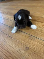 Pup 1 , a male Shih Tzu for sale in Vernon Rockville, CT – 3 of 4