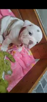 Olga, a female English Bulldog for sale in Tarzana, CA – 2 of 6