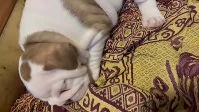 Olga, a female English Bulldog for sale in Tarzana, CA – 5 of 6