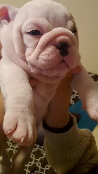 Olga, a female English Bulldog for sale in Tarzana, CA – 6 of 6