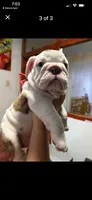 Olga, a female English Bulldog for sale in Tarzana, CA – 3 of 6