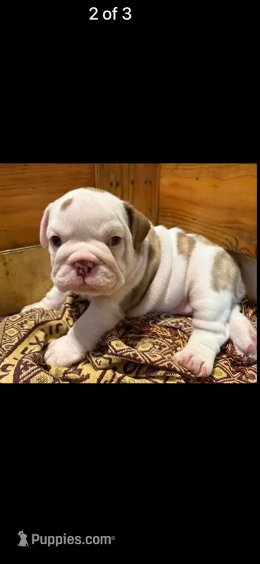 Olga – English Bulldog puppy for sale in Tarzana, CA
