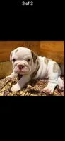Olga, a female English Bulldog for sale in Tarzana, CA – 1 of 6