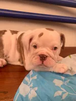 Olga, a female English Bulldog for sale in Tarzana, CA – 4 of 6