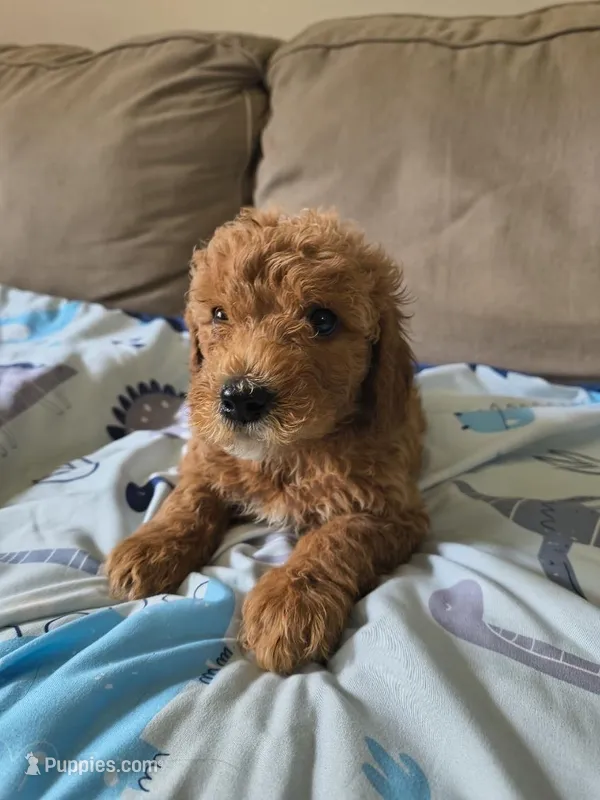 No name yet  – Goldendoodle, Miniature Goldendoodle puppy for sale in Richmond City, VA