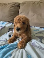No name yet , a male Goldendoodle and Miniature Goldendoodle for sale in Richmond City, VA – 1 of 2
