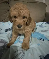 Princess, a female Goldendoodle and Miniature Goldendoodle for sale in Richmond City, VA – 2 of 2