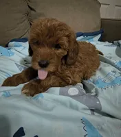 No name yet , a male Goldendoodle and Miniature Goldendoodle for sale in Richmond City, VA – 1 of 1