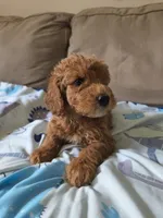 No name yet , a male Goldendoodle and Miniature Goldendoodle for sale in Richmond City, VA – 2 of 2