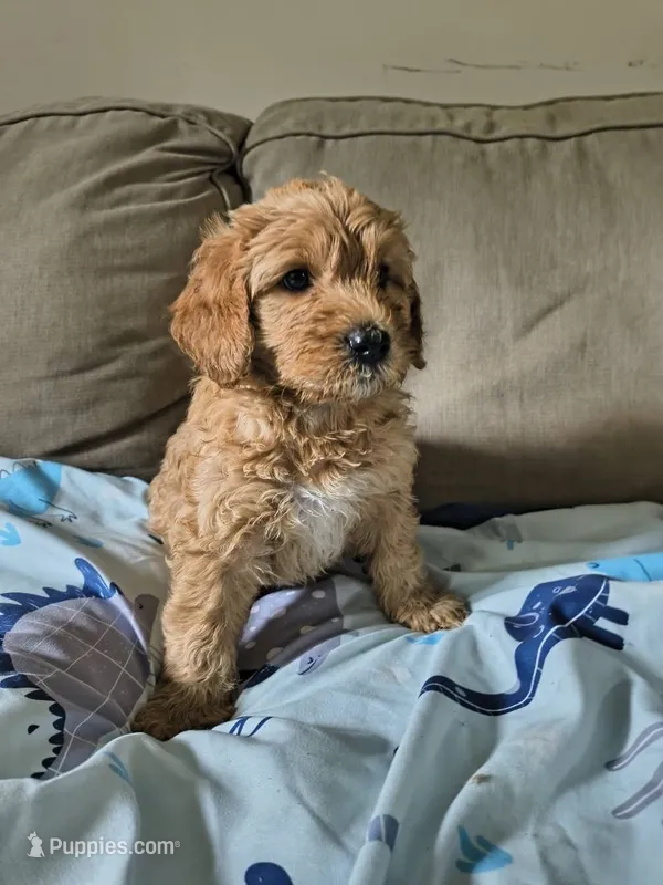 Princess – Goldendoodle, Miniature Goldendoodle puppy for sale in Richmond City, VA