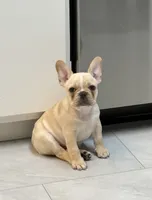 Daisy , a female French Bulldog for sale in Salem, OR – 1 of 6