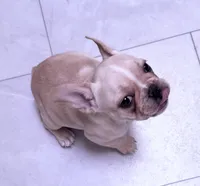 Daisy , a female French Bulldog for sale in Salem, OR – 3 of 6