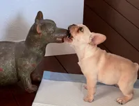 Daisy , a female French Bulldog for sale in Salem, OR – 4 of 6