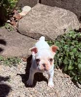 Lucy, a female French Bulldog for sale in Salem, OR – 4 of 5