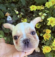 Daisy , a female French Bulldog for sale in Salem, OR – 6 of 6