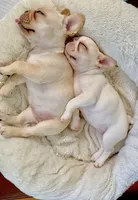 Daisy , a female French Bulldog for sale in Salem, OR – 2 of 6