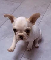 Lucy, a female French Bulldog for sale in Salem, OR – 2 of 5